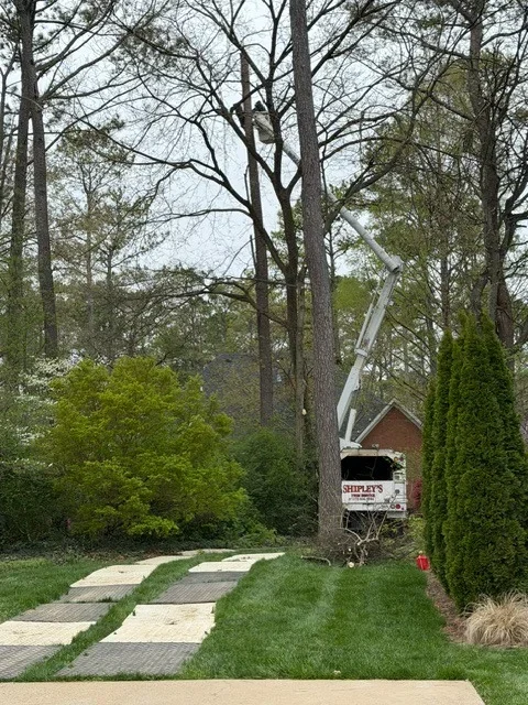 Crane lowering large tree section in residential wooded yard with mature trees