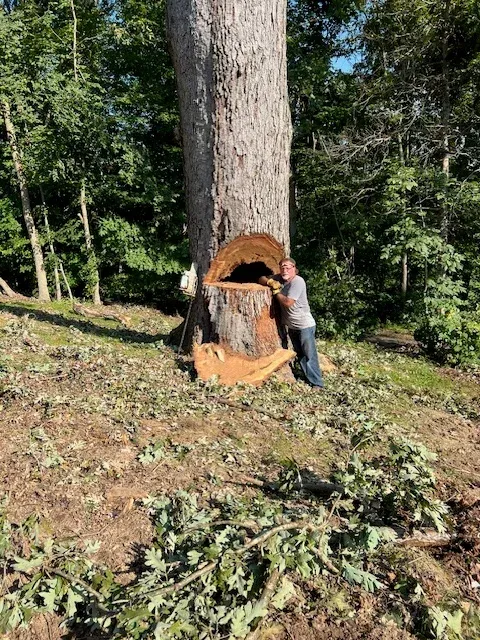 Large tree trunk being cut and removed, showing sectioned wood and exposed cut surface