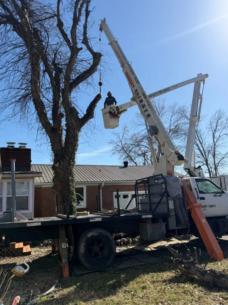 Bucket truck with operator removing large tree sections near brick residential building