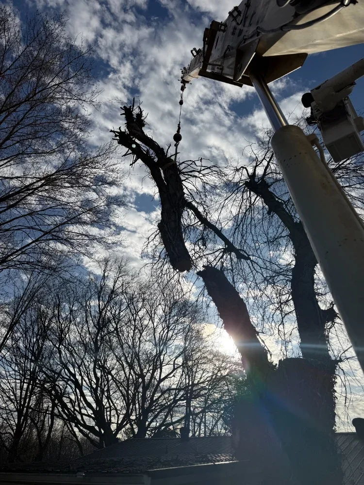 Bucket truck with operator removing large dead tree trunk using rope rigging system