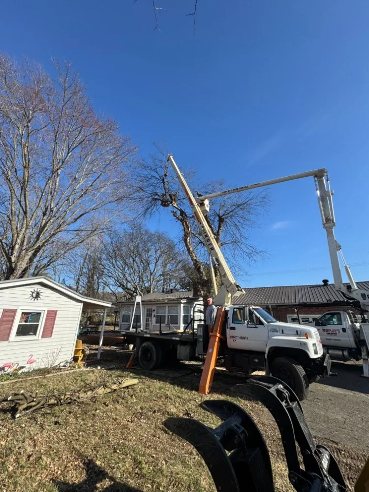 Bucket truck with extended boom removing large tree near residential home