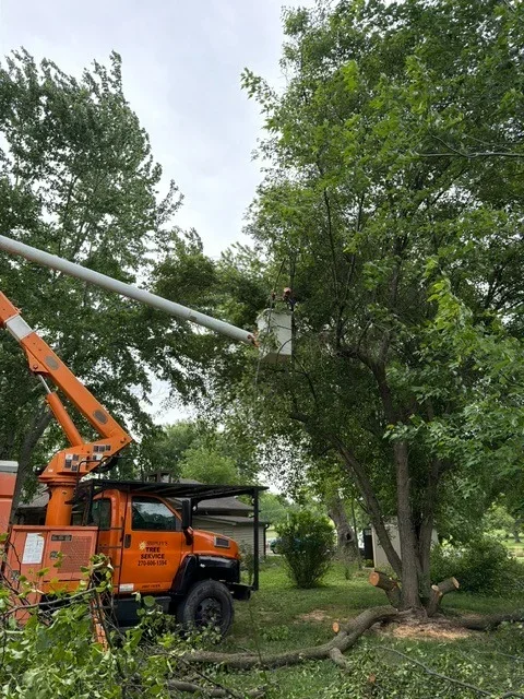 Bucket truck with extended boom trimming branches from tall mature trees