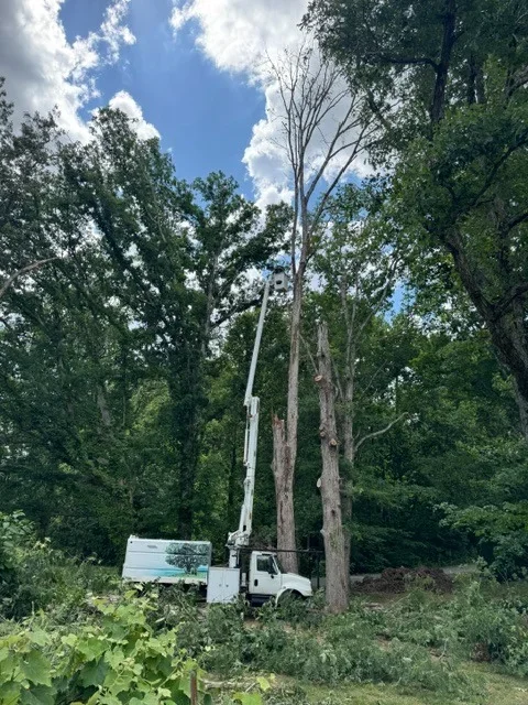 Bucket truck removing tall dead tree with operator in elevated platform among surrounding forest