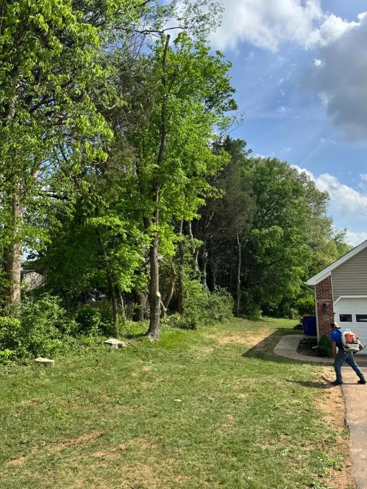 Cleared residential lot with freshly cut tree stumps and open lawn space adjacent to brick home